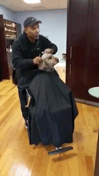 主人给狗狗剃光毛狗狗闷闷不乐,主人给狗狗剃毛只剃了头