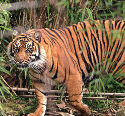 故事：“狮语者”理查德森，不断在互联网上秀恩爱真的太坦荡了