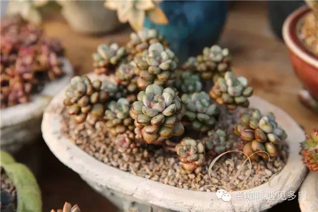 老桩大群多肉,大盆群生老桩图片大全