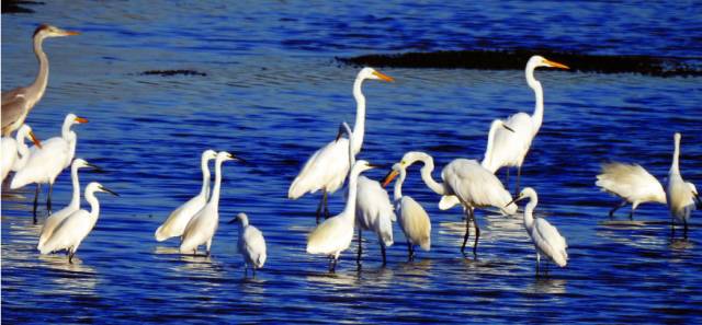 秦皇岛观鸟最有名的鸟,秦皇岛有哪些鸟