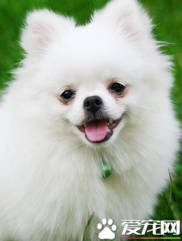 博美犬不可以吃什么东西和水果,博美犬下崽子都喂啥