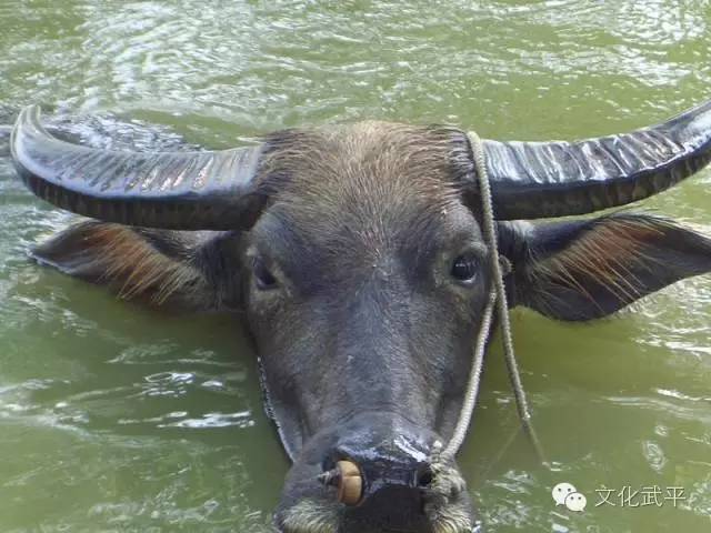 “牙人”、“相牛”——你知道这些即将失传的术语吗？