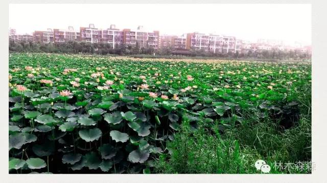 生在安徽人在浙江,生在皖嫁在沪