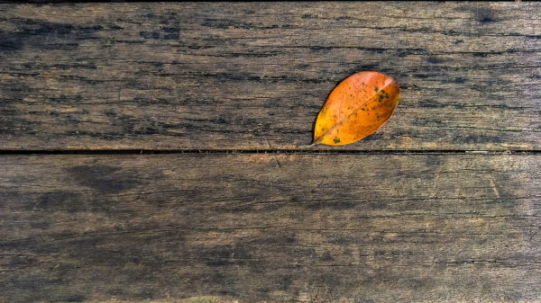 拍照体验好的手机,opporeno7pro拍照评测