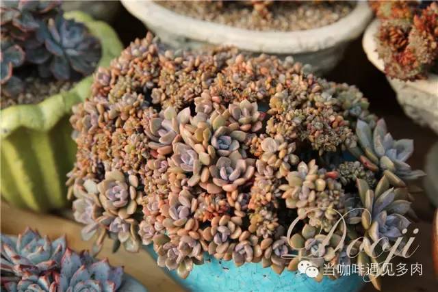 大群老桩秀妍多肉,多肉大群造型图