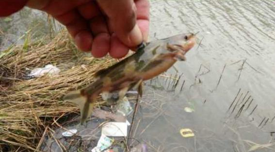 钓鱼人太牛！大风大雨中垂钓也能迎来鲤鲫大丰收