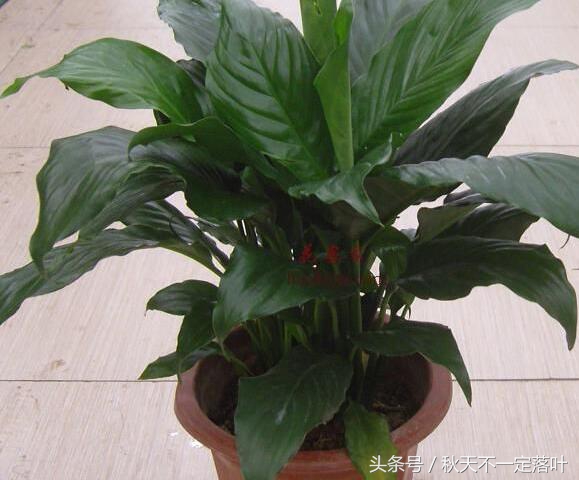 家里养开花的花有什么讲究吗,家里养哪种花最好有什么作用