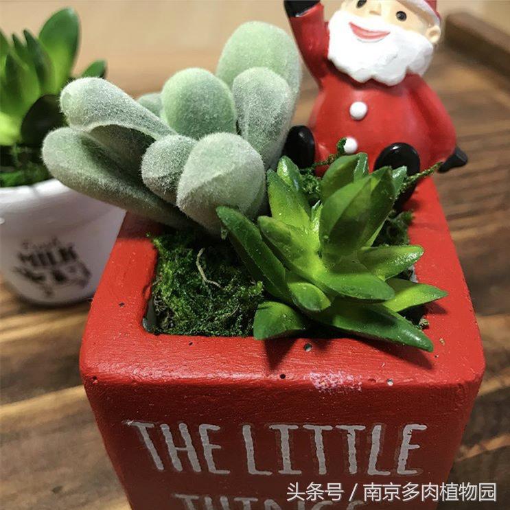 乐高积木成人款植物多肉,小玩具乐高