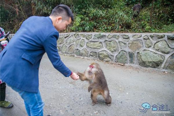 戏猴、爬山、观瀑布，那就跟我去卧龙谷！