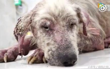 可怜狗狗被救活,可怜的狗狗死了