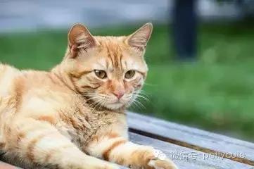 中华田园猫玄猫的性格,中华田园猫玄猫眼睛什么颜色