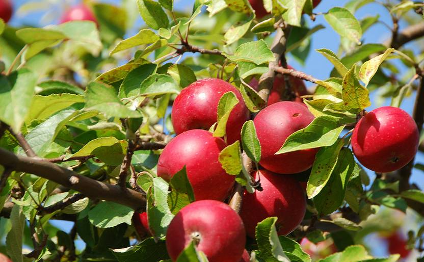 山楂的四个冷知识,山楂你不知道的吃法