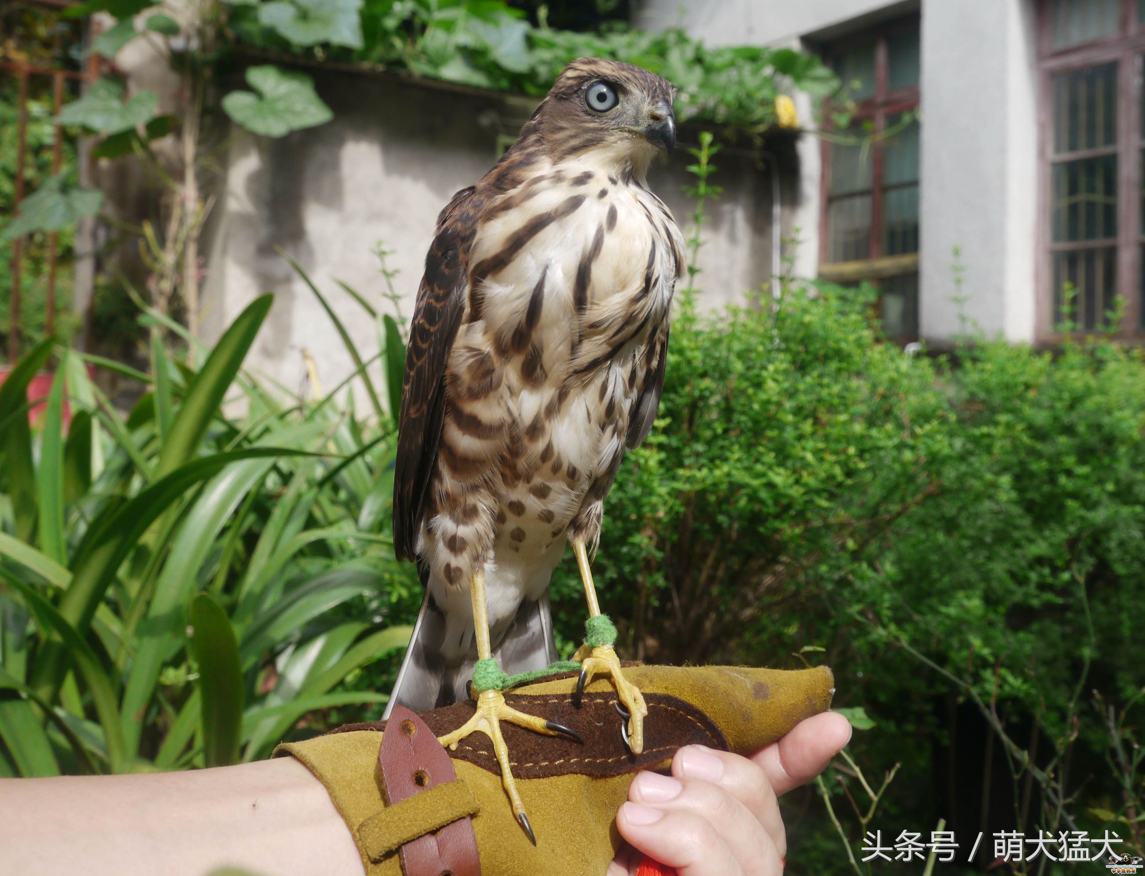 爱好者整理中国猛禽鹰属之松雀鹰(连载一)