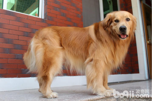 全球十大最欢迎的中型犬,欧洲十大最受欢迎犬种排名