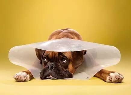 狗狗为什么会长脓皮病,狗狗皮肤上有脓疱掉毛