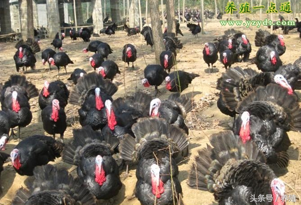 贝蒂娜火鸡的饲养方法,火鸡孵出来要怎么饲养