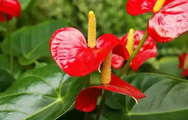 红掌烂根怎么处理最好,红掌烂根怎么救