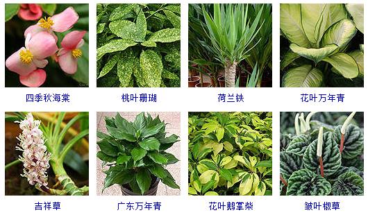 水养植物哪些最好养,水养小盆栽植物有哪些