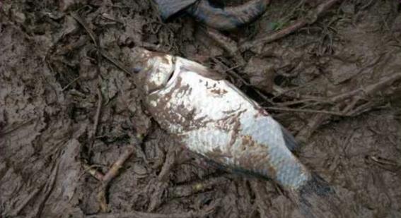 钓鱼人太牛！大风大雨中垂钓也能迎来鲤鲫大丰收