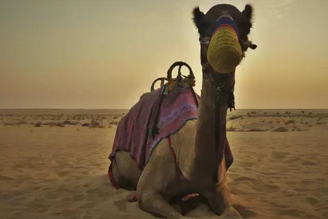 还有什么比双12更值得期待？当然是川航成都直飞迪拜开航特惠！