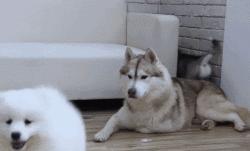 萨摩撒娇小可爱,萨摩给主人撒娇视频