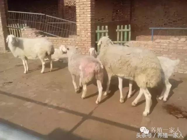 为什么羊群会出现羊欺负羊的现象,羊在放牧时总是啃土怎么回事