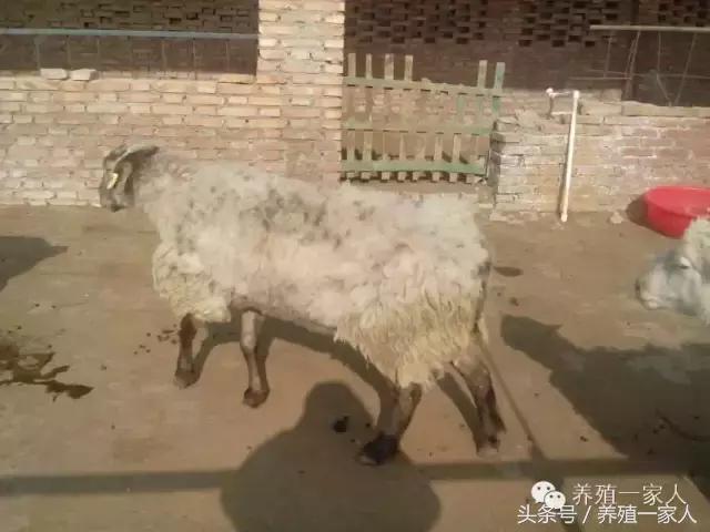 为什么羊群会出现羊欺负羊的现象,羊在放牧时总是啃土怎么回事