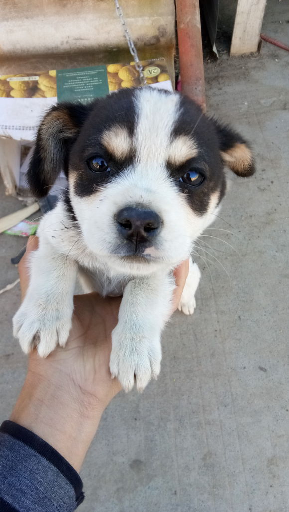 四十几块钱买的哈士奇是只土狗,买哈士奇给只土狗