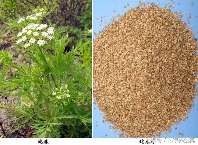 一味形似小伞的植物，却是治疗妇科炎症的良药！