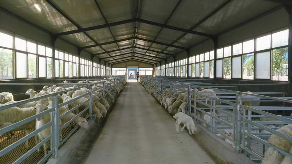 羊沙门氏菌症状图片,羊布鲁氏菌病防控技术规范