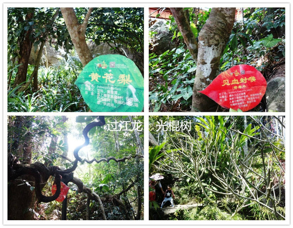 全家去三亚自驾过年攻略,十一月份带全家去三亚