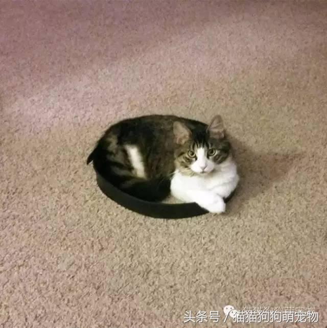 教你如何抓住小偷,教你如何抓住快速上涨的股票