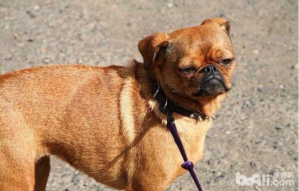 这十种狗的出现刷新了我的认知,6种可爱又好养的狗