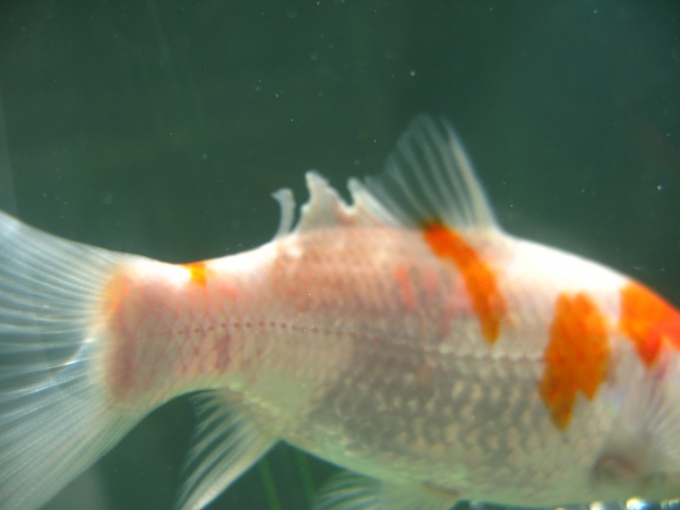 鱼儿出现哪些症状,鱼儿的各种病症