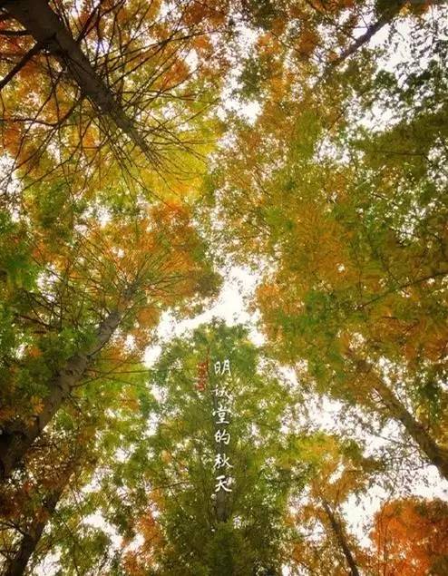 成都最后的银杏,成都附近最值得看的银杏