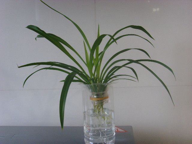 净化空气的吊兰怎么养殖,吊兰绿植水培怎么养好