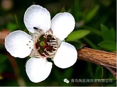 介绍新西兰特色的视频,新西兰植物