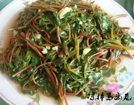 什么草治皮肤病最有效,田间草治什么病最好