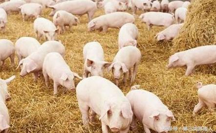 养猪技术教程猪仔,养猪技术视频小猪饲料