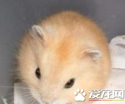 布丁仓鼠反白,布丁仓鼠会定点上厕所吗