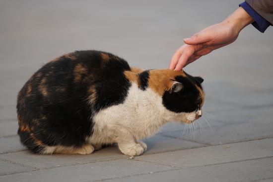 触控+5轴防抖全能快拍手索尼A6500评测