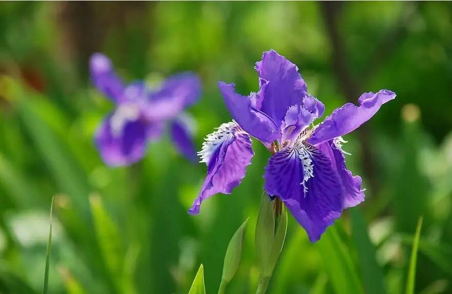 古文小品名篇,古文探奇