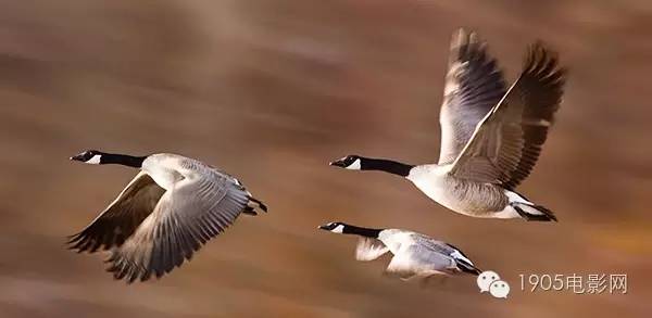 三分钟看懂萨利机长,萨利机长的真实事件