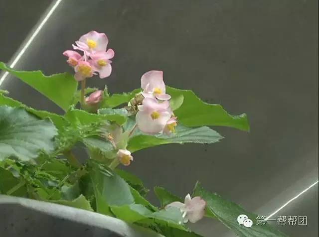 「寻找王」她不是我的母亲吗?