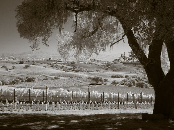 啸鹰酒庄多少钱一瓶,美国啸鹰膜拜酒庄