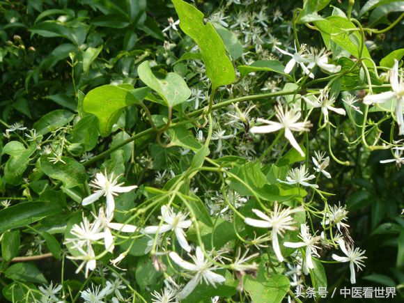 鲤鱼在美国泛滥纪录片,鲤鱼在美国泛滥成灾英语
