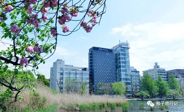 樱花旅行记全集视频,樱花季日本14天旅游攻略