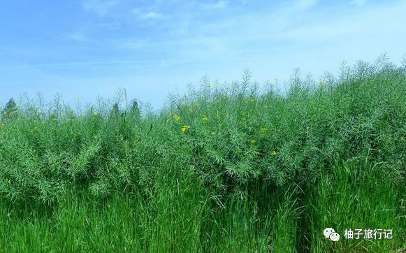 樱花旅行记全集视频,日本樱花7日游攻略大全