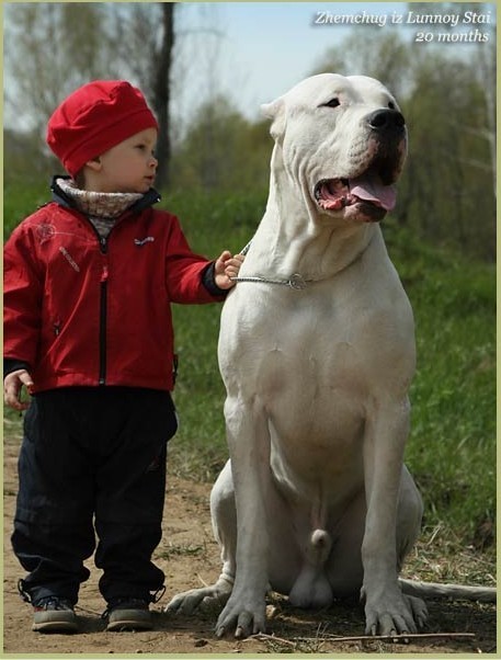 最忠诚的十大猛犬排行榜前十名,十大猛犬排行榜第一名是谁啊