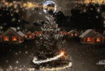 关于新西兰的人文地理知识,新西兰植物